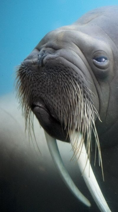 Атлантический морж