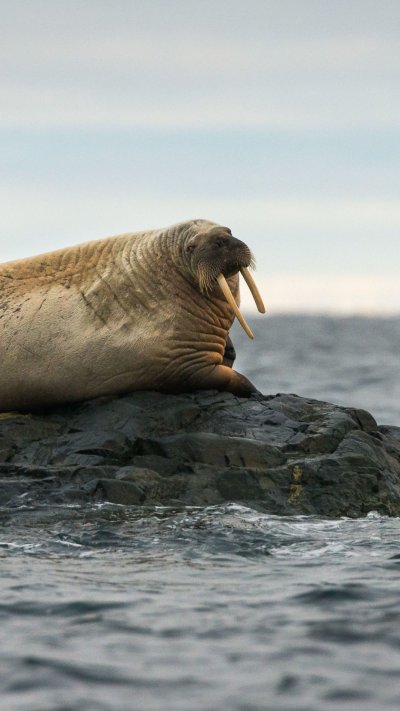 Атлантический морж