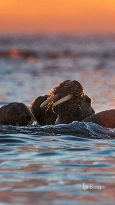 Морж Лаптевский подвид