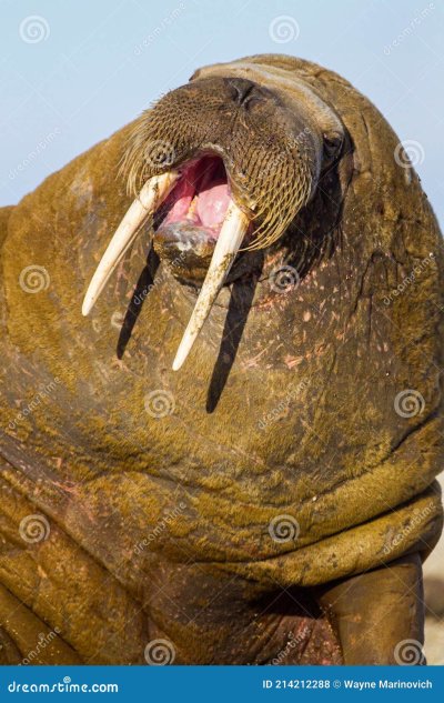 Атлантический морж