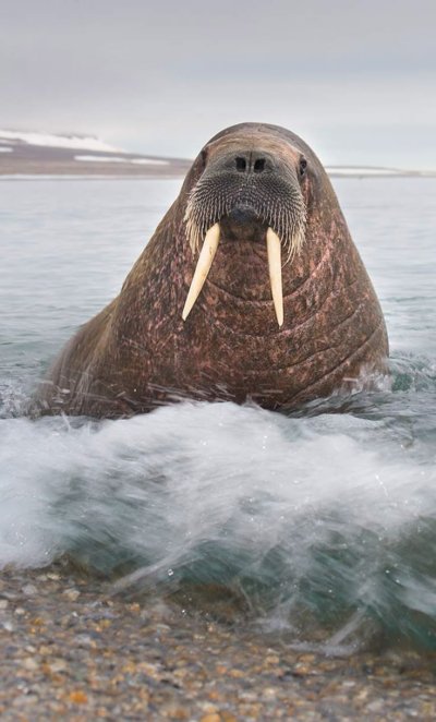 Ластоногие моржи