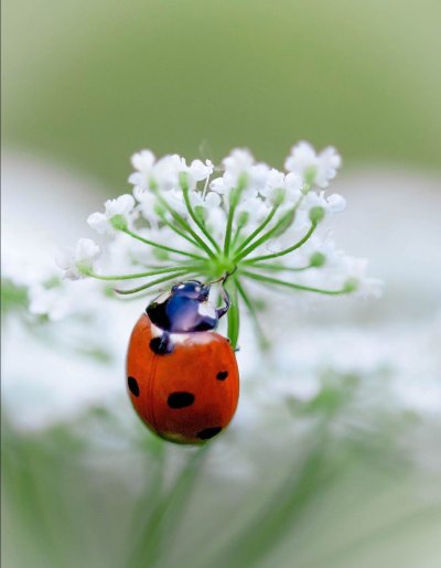Доброе летнее утро с Божьей коровкой