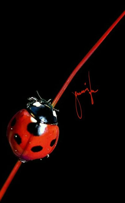 Божьи коровки