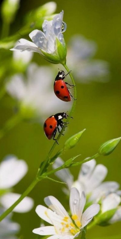 Божьи коровки