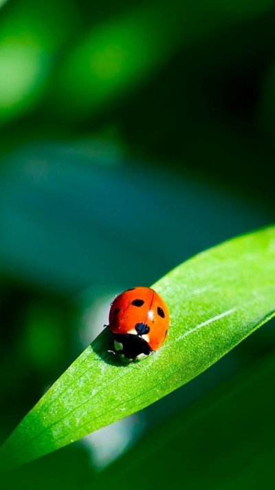 Божьи коровки