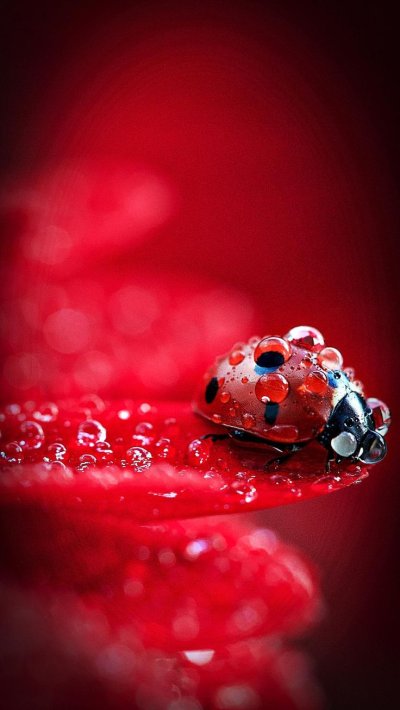 Божьи коровки