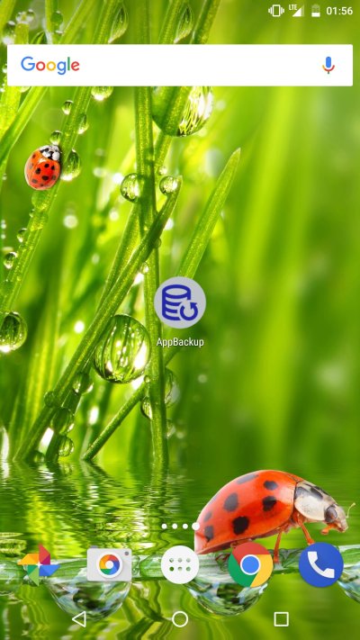 Божьи коровки