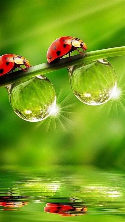 Божья коровка