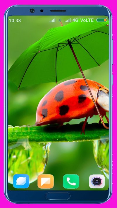 Божьи коровки