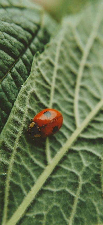 Божья коровка на листе