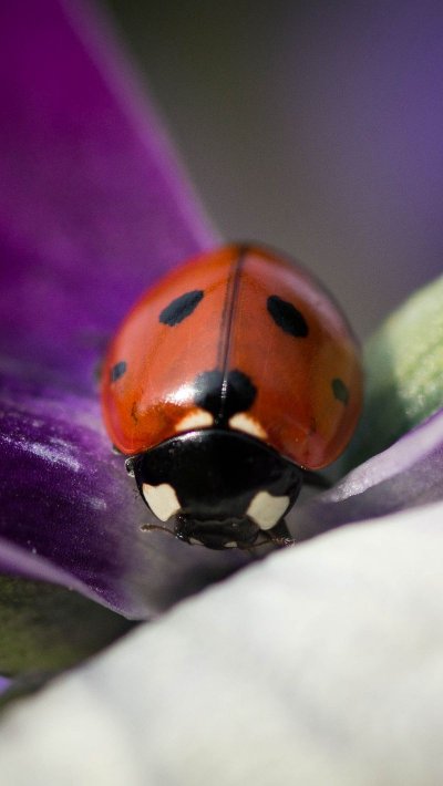 Картинки на рабочий стол ф