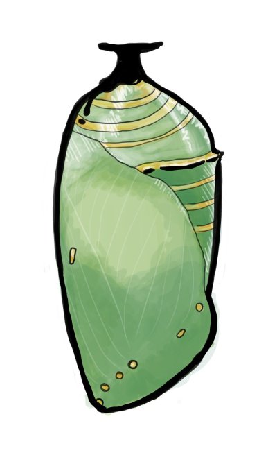 Кокон бабочки