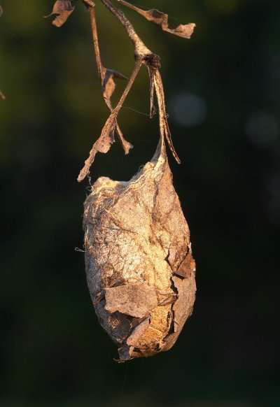 Кокон цикады