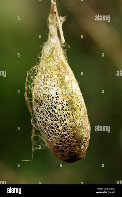 Cyclophora (Codonia) punctaria кокон