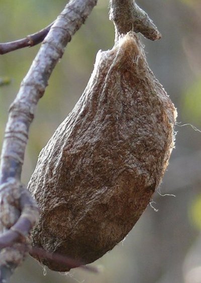 Кокон Гиляз