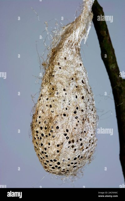 Кокон гиларс