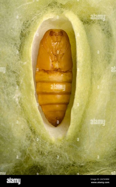 Кокон Гиляз