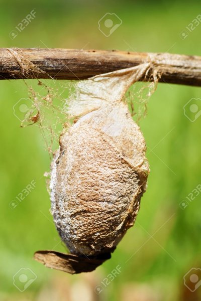 Гиалофора кекропия кокон