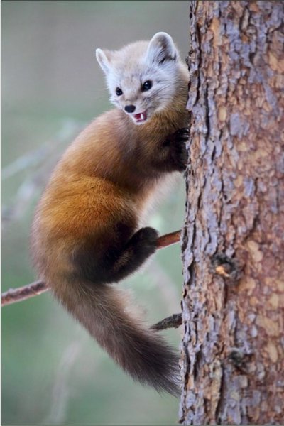 Лесная куница martes martes