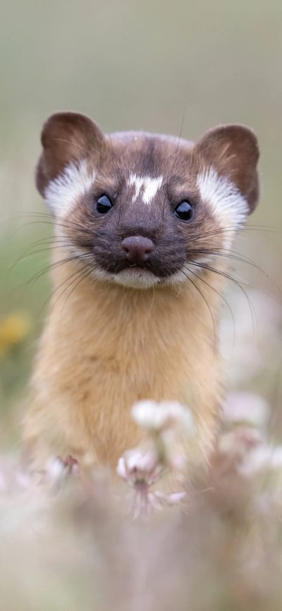 Куница зверек