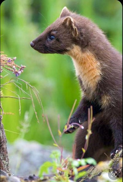 Лесная куница martes martes