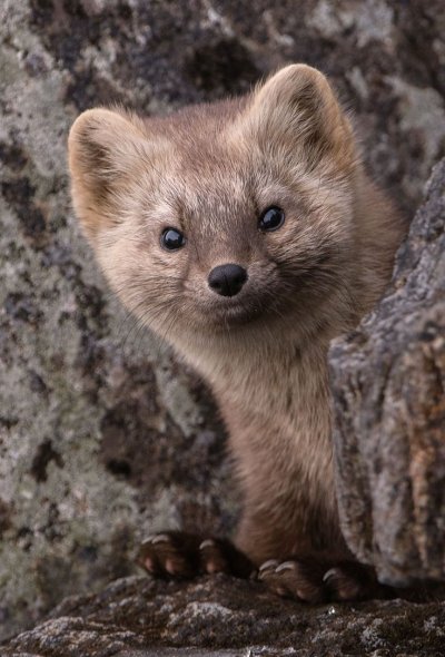 Соболь Баргузин зверек