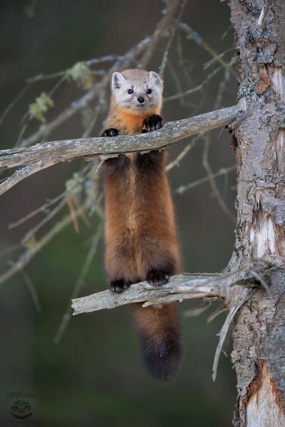 Лесная куница martes martes
