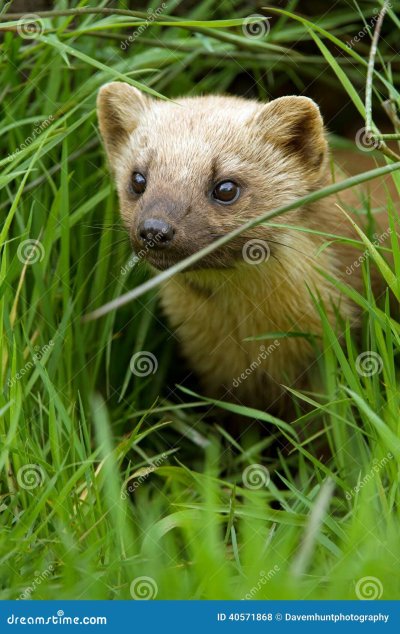 Лесная куница Сибирь