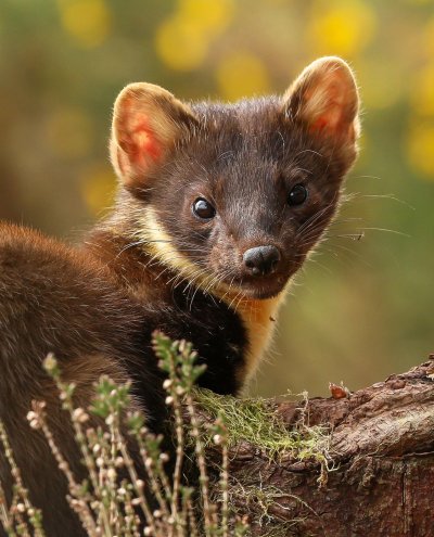 Куница Лесная желтодушка