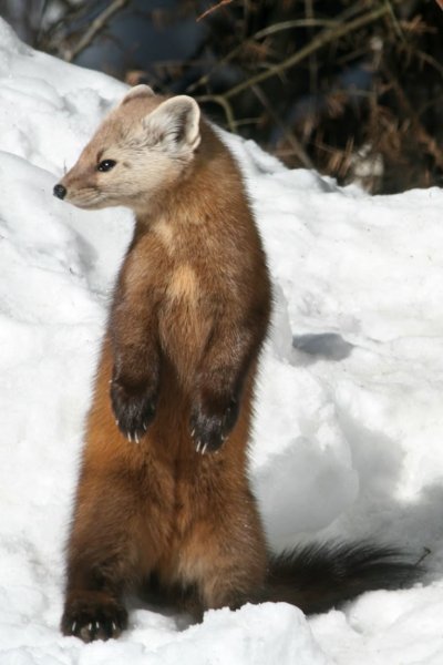 Американская куница