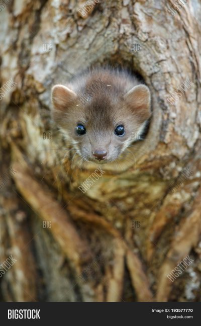 Буковая куница
