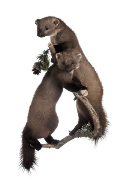 Таксидермия куницы