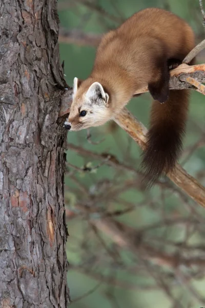 Лесная куница