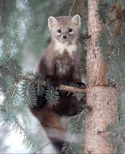 Тотем куница