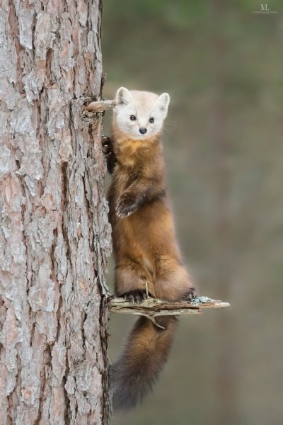 Лесная куница martes martes