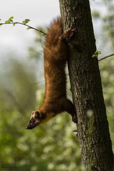 Лесная куница martes martes