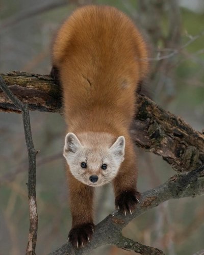 Сосновая куница