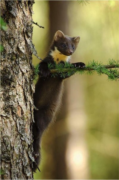 Лесная куница с детенышами