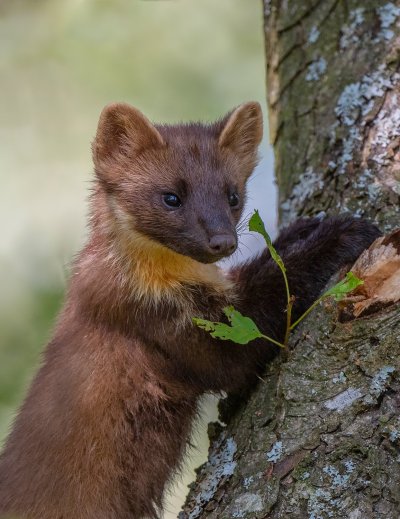Лесная куница martes martes