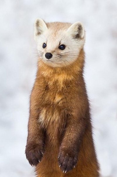 Лесная куница martes martes