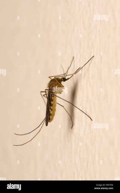 Маленькие комары