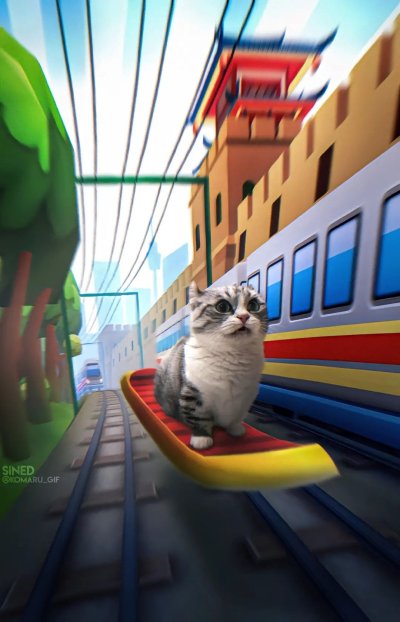 Кот на серфе