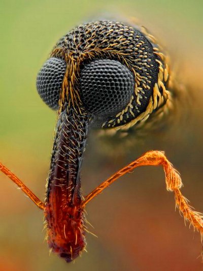 Хоботок комара под микроскопом