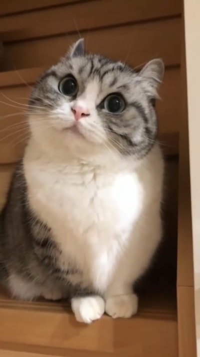 Гифка комару кот