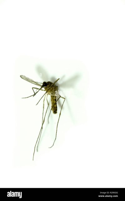 Полет комара