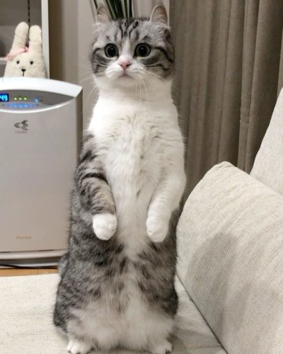 Munchkin Komaru кот