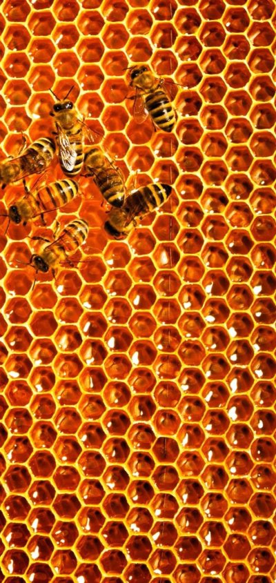 Пчелы и мед