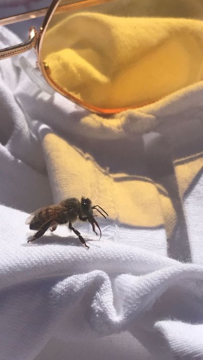 Пчелы Эстетика