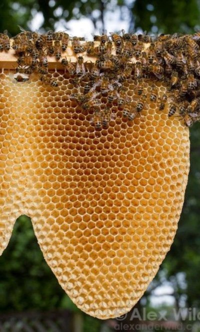 Бихайв («пчелиный улей»).