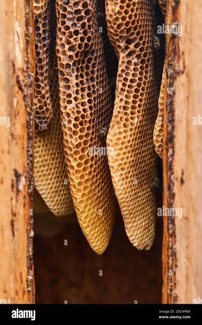 Соты диких пчел